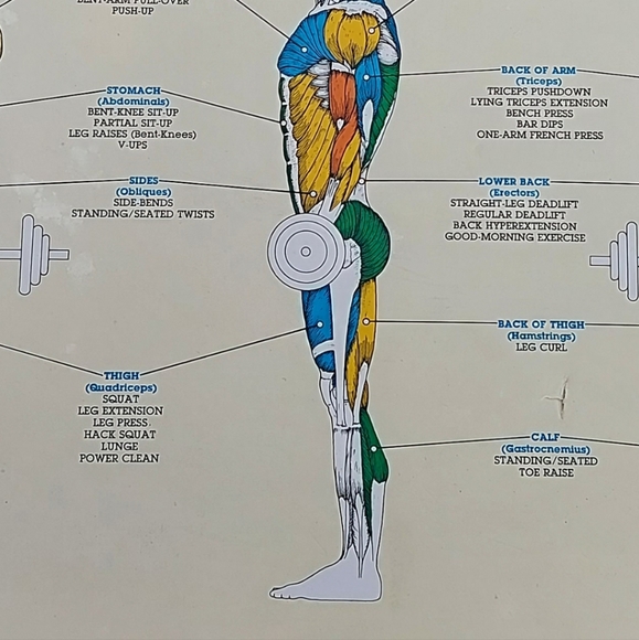 1984 Vintage Bruce Algra Exercise and Muscle Guide Workout Fitness Chart Series - Picture 6 of 6
